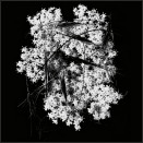 Cliquez pour lire la chronique