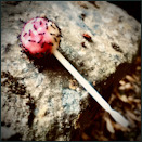 Cliquez pour lire la chronique